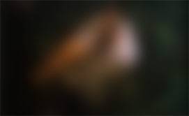 dans le petit bois - natacha nazarieff dans le petit bois - natacha nazarieff